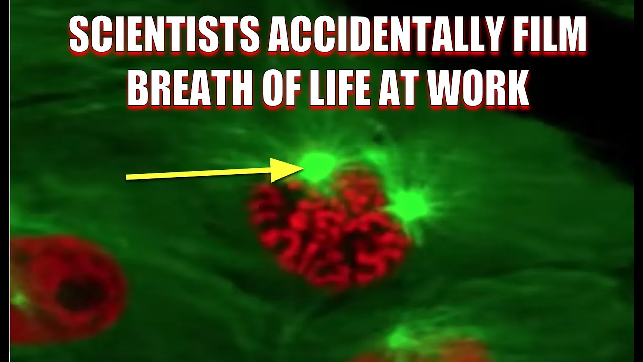 SCIENTISTS ACCIDENTALLY CAPTURED THE BREATH OF LIFE AT WORK WITH SPECIAL DYE!