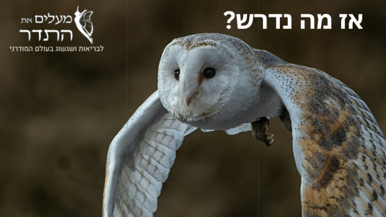 ?אז מה נדרש on 16-Jun-26-13:40:31