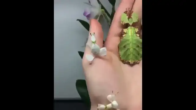 צמחים? חרקים? אלוהים