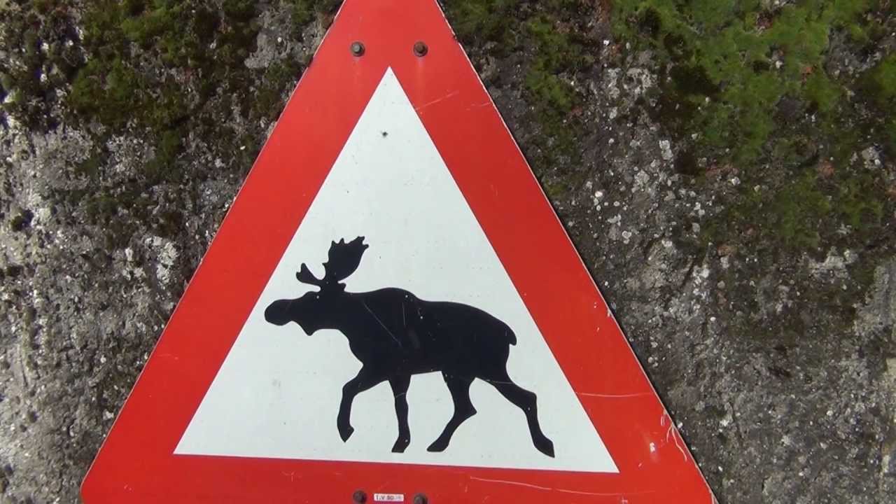 Sphinx in Forest, Cave Dwellers, WEF in Davos, Krauchthal High Security Prison & Hans Rudolf Kühni