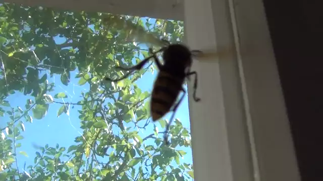 Killer Hornet in Switzerland the Ultimate NWO Bee Killer Vespa Mandarinia: Monsanto`s Favourite
