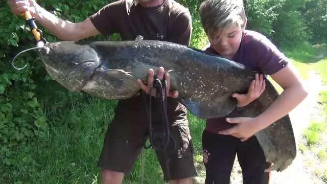Big 1.60m 30kg Maneater Catfish in France, Grand Silure Croqueur d'Homme, Wels Menschenfresser
