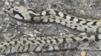 Sean Hross survives Terrible Storm while Hitchhiking through Spain with Deadly Venomous Viper Snakes