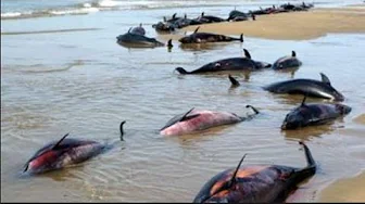 5G Dolphins Massmurder by Navy's Submarine to Airplane in Endtimes Scenario on France's Beaches