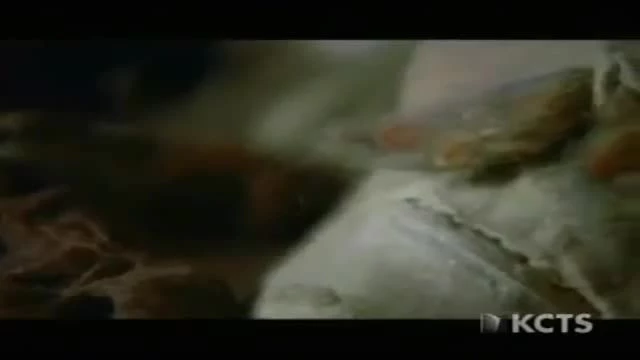 NOVA (PBS) - Mysterious Mummies of China (1998)