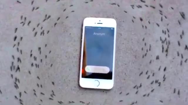 iphone 6s ringtone makes ants dance in a circle to drake