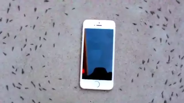 iphone 6s ringtone makes ants dance in a circle to drake