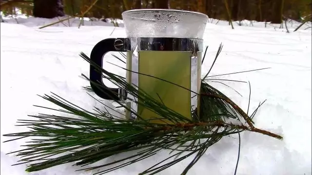Wild Food Foraging- Pine Needle Tea