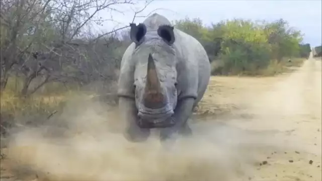 Pervert French Serial Killer vs SA Storming White Rhino - Guess, who won the Fight