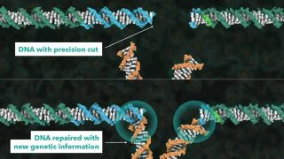 How CRISPR lets us edit our DNA - Jennifer Doudna 12 nov. 2015)