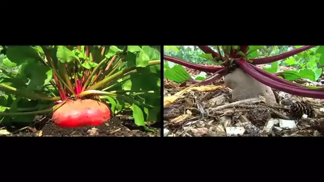 Back To Eden Gardening Documentary Film - How to Grow a Regenerative Organic Garden
