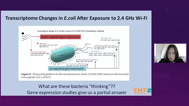 Electromagnetic Fields Medical Conference 2021 (EMFMC2021) - Bacterial Effects of EMF Exposure