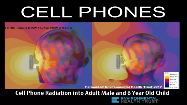 Wireless Cell Phone Radiation Penetrates The Brain: Scientific Imaging