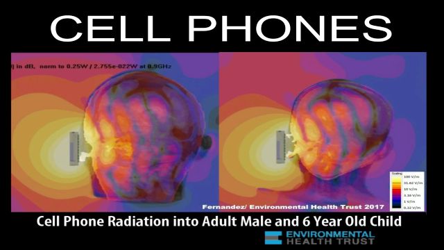 Wireless Cell Phone Radiation Penetrates The Brain: Scientific Imaging