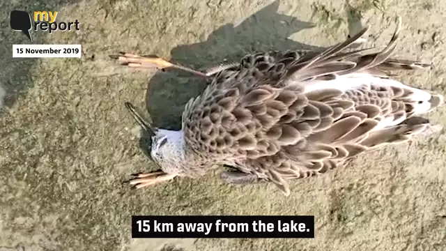 Over 15,000 Birds Dead at Sambhar Lake, State Officials Still Confused
