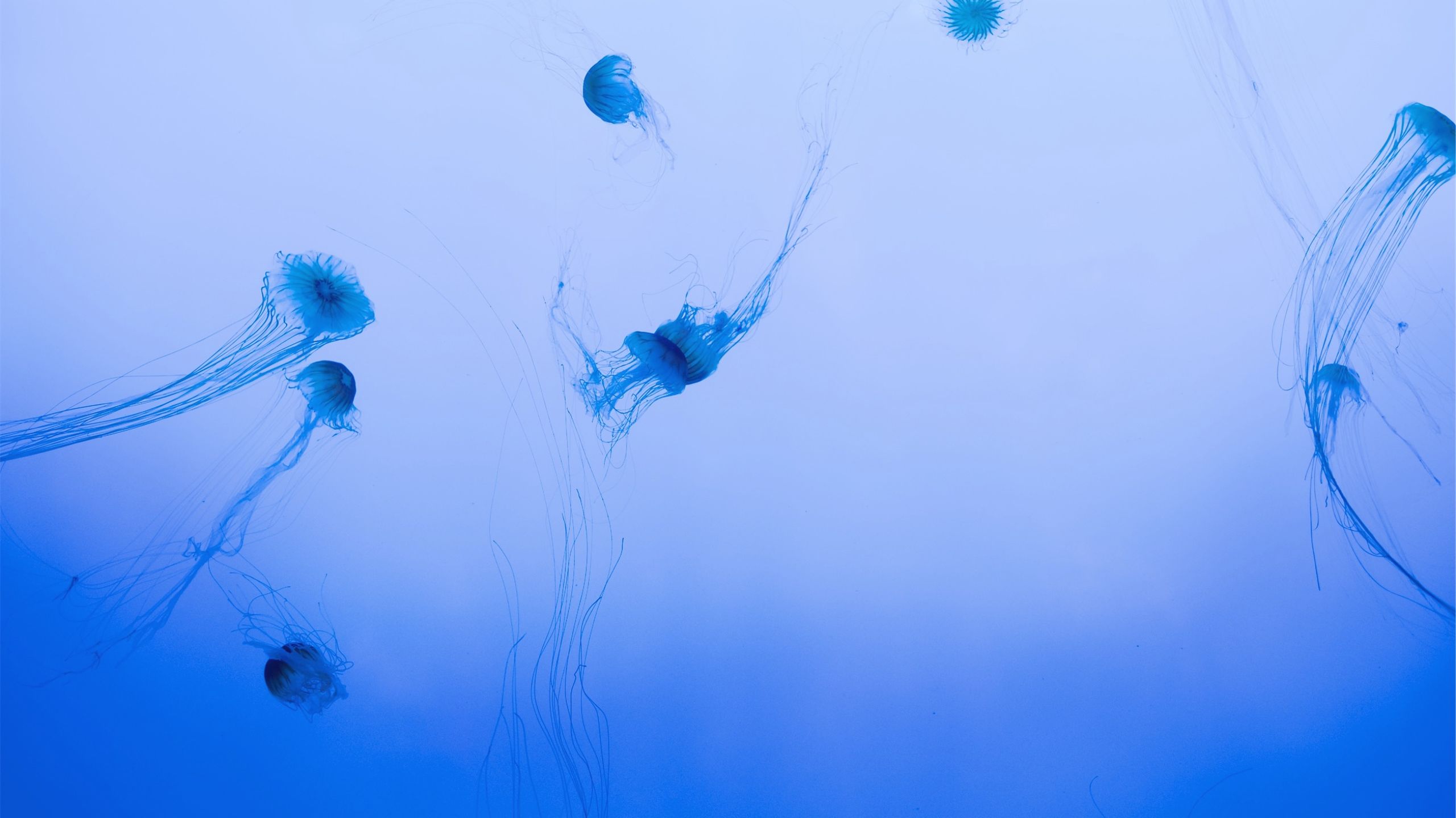 blue gradient jellyfish background
