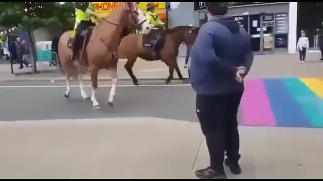 Pferde scheuen den Regenbogen-Zebrastreifen