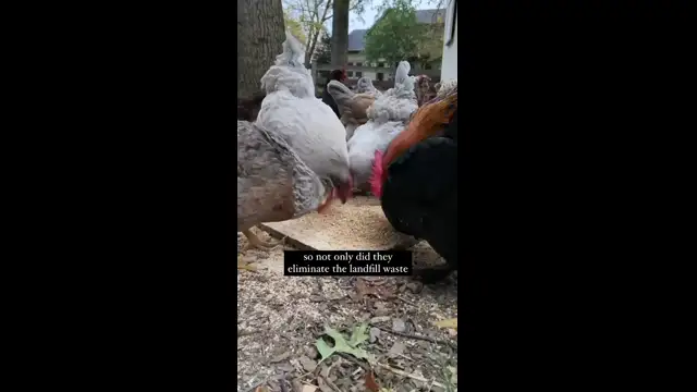 This is such a cool story!! Can you believe chickens can do all of that?? What an asset to every homestead! But let’s be honest, chickens are definitely the gateway animal 😂🤣 Did ...
