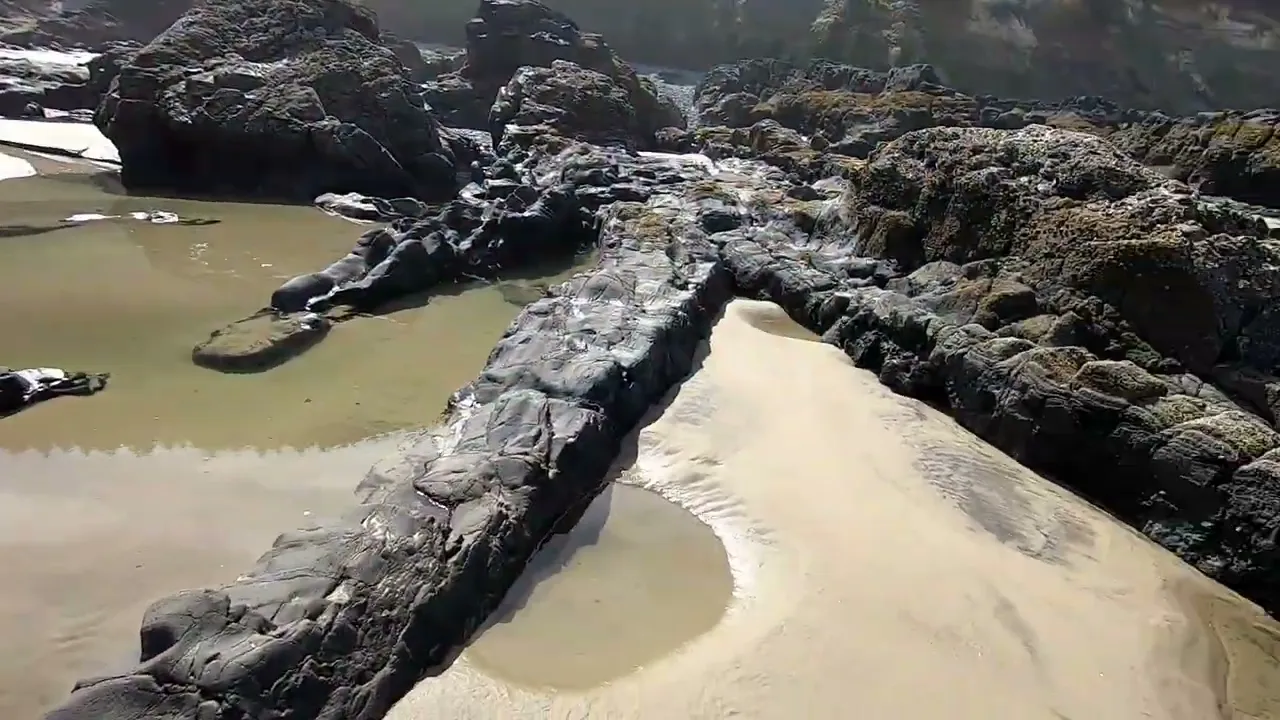 Mudfossil Muscle, Connective Tissues. Blood.