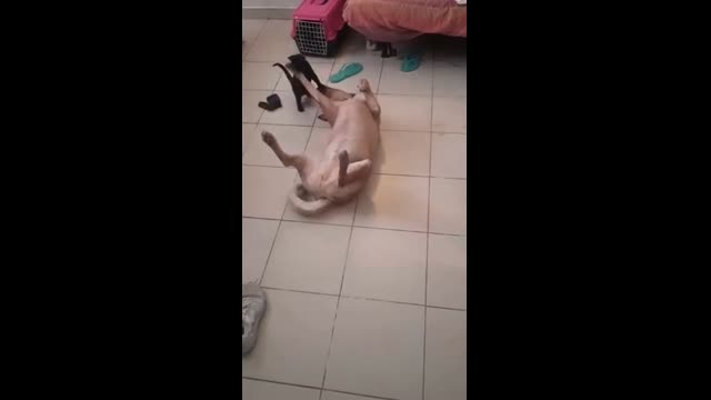 My blind cat in a fight with my dog