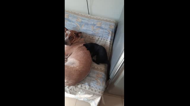 True Love Lucky And kaia